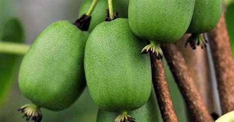 Buy Hardy kiwi (Actinidia Arguta) 15 seeds online :: Seeds :: HobbySeeds Store