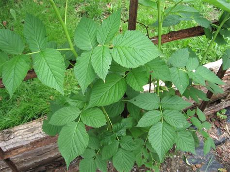 raspberry plants