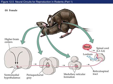 Ppt Sex Evolutionary Hormonal And Neural Bases Powerpoint Presentation Id1748065