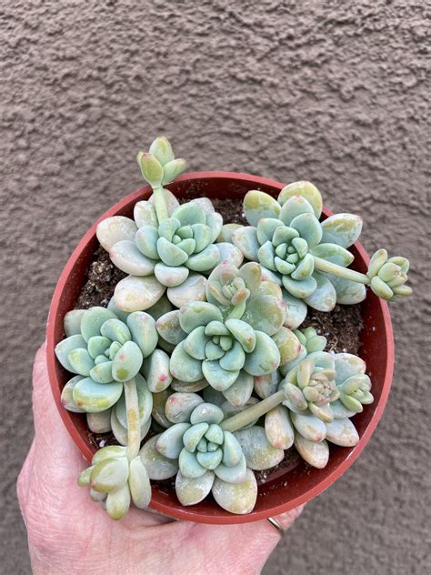 Sedum Clavatum Succulent Obsession