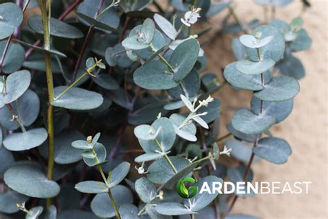 Eucalyptus Gunnii Guide How To Grow Care For Eucalyptus Silver Drop