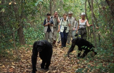 Uganda Chimpanzee Tracking Uganda Safaris Uganda Tours