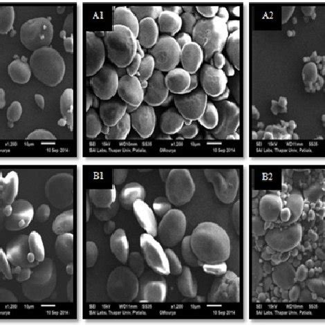 PDF Thermal Pasting And Morphological Properties Of Starch Granules