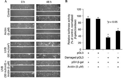 Effect Of Arctiin On Scratch Wound Healing And DNA Repair In