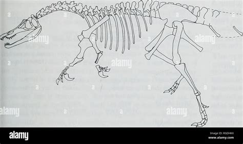 Baryonyx skeleton hi-res stock photography and images - Alamy