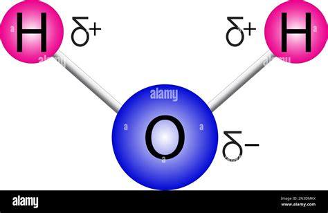 Imagen Vectorial De La Estructura De La Mol Cula De Agua Con Cargas