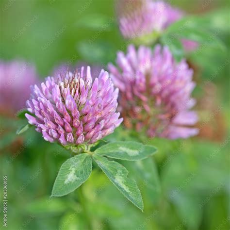 Rotklee Wiesen Klee Trifolium Pratense Stock Foto Adobe Stock