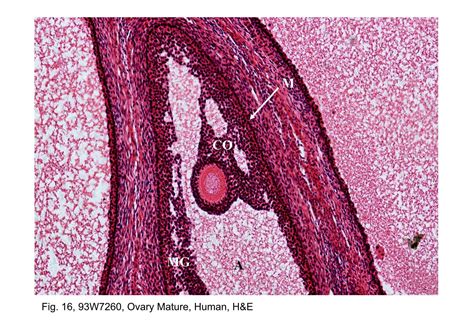Block Fig W Ovary Mature Human H E