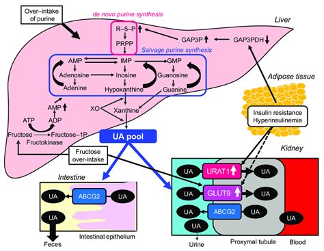 Possible Molecular Mechanisms For The Development Of Hyperuricemia In