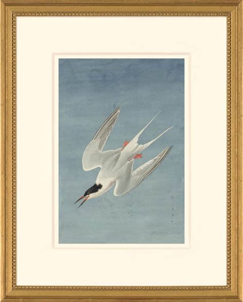 Audubon S Watercolors Octavo Pl 240 Roseate Tern Audubon S