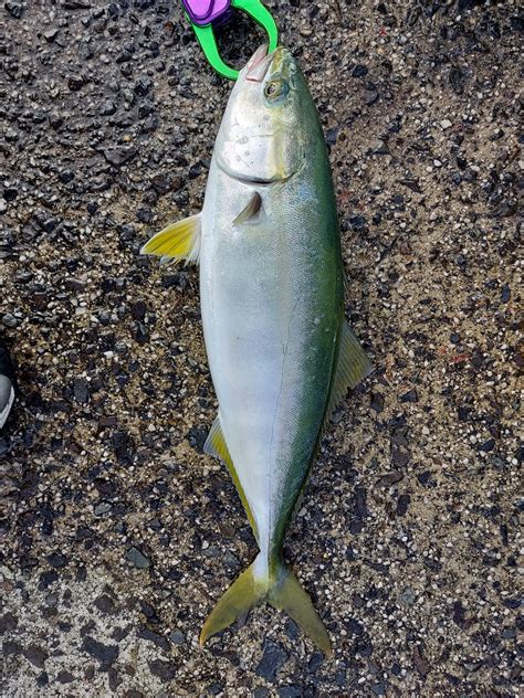 のびてのさかな さんの 2022年09月30日のワカシの釣り・釣果情報山口県 青海島 アングラーズ 釣果360万件の魚釣り情報サイト