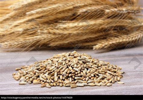 rye seeds with seed - Stock Photo - #14479639 - PantherMedia Stock Agency