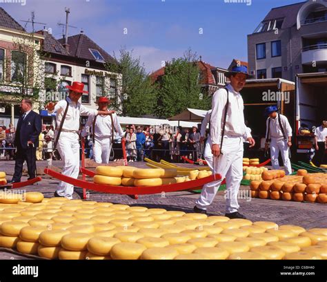 Cheese Porters Carrying Wheels Of Gouda Cheese On Sledge At Alkmaar