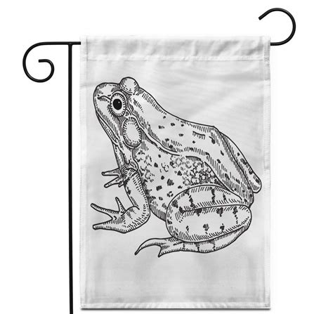 Toad Animal Drawing