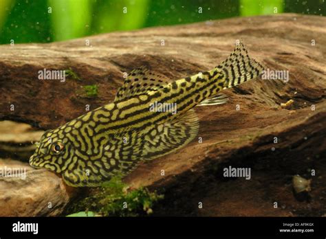 Sewellia Lineolata Sewellia Lineolata Sitting On Root Stock Photo