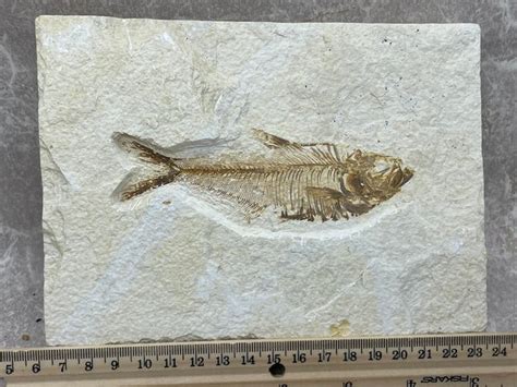 Diplomystus Dentatus Fossil Fish For Sale Fossil Shack