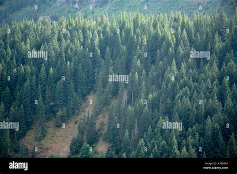 Forest At Mt Rainier Stock Photo Alamy