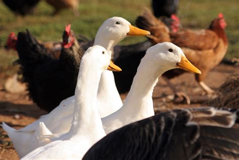 File:Ducks and poultry.jpg - Wikipedia