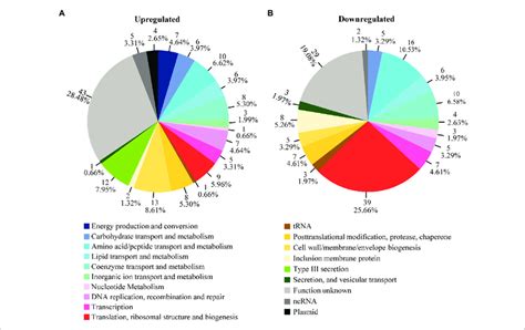 Heat Shock Regulated Genes In Functional Groups Transcripts That