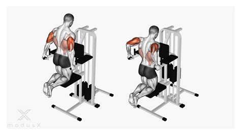 Trizeps Dips am Barren Für einen starken Trizeps modusX