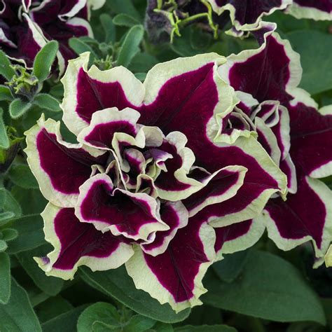 Mini Starter Plant Petunia Tumbelina Superstar Knights Garden Centres