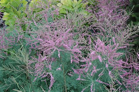 Summer Glow Tamarisk Tamarix Ramosissima Summer Glow At Bachmans