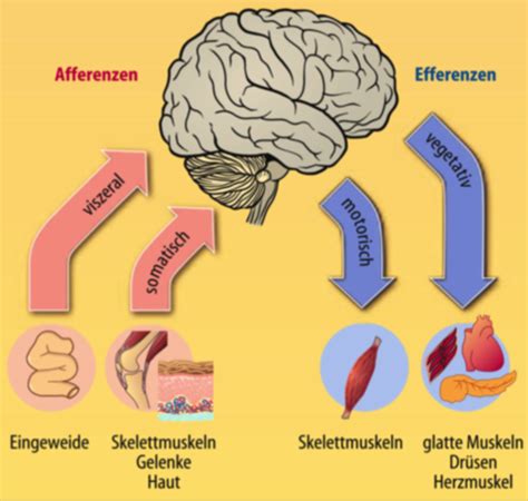 Neuro Karteikarten Quizlet