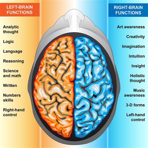 The brain - The Brain & Memory Project