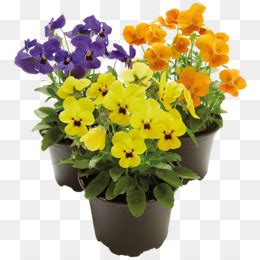 Pansy Flores De Corte Flor Png Transparente Gr Tis