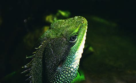 Chinese Water Dragon Care Guide | Long Island Birds & Exotic Veterinary ...