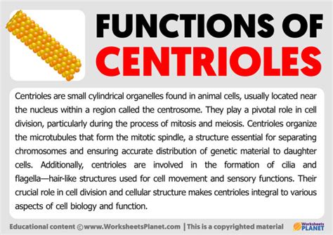 Functions Of Centrioles