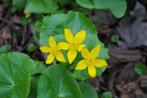 West Virginia Native Wildflowers The Big Year 2013 Going Back In Time