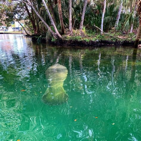 Florida State Parks Where You Can Spot Manatees A Wild Adventure Awaits