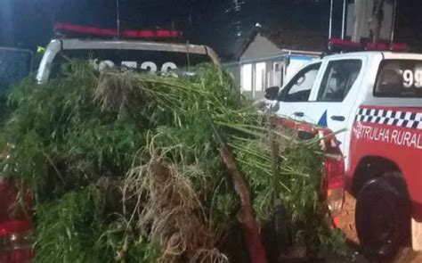 10 mil pés de maconha são incendiado no Pará Folha do Progresso