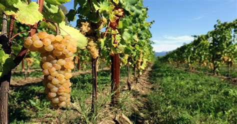 Le Caratteristiche Della Ribolla Gialla Vino E Vitigno