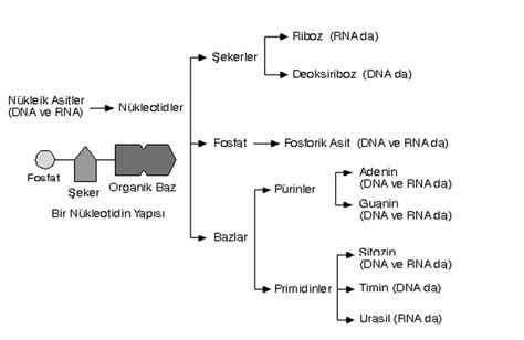 Dna Nedir Dnanın Yapısı Ve Özellikleri Nelerdir Techworm