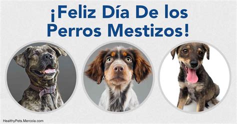 La Especialidad De Los Perros Mestizos 8 Razones Para Llevar Uno Al Hogar