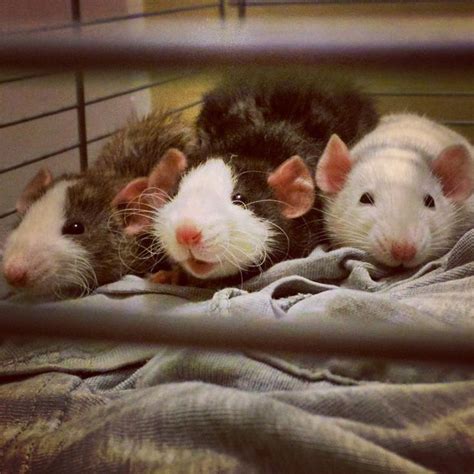 Three little ratties, all in a row. My new girls