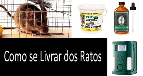 Como Se Livrar Dos Ratos Na Sua Casa E Quintal Matar Vs Repelir