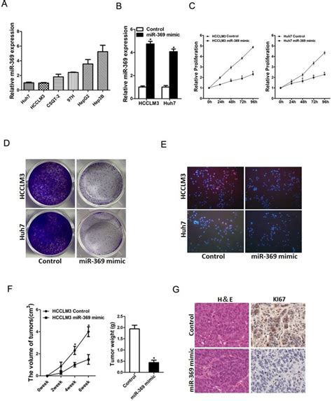 Mir 369 Inhibits Liver Cancer Progression By Targeting Zeb1 Pathway And