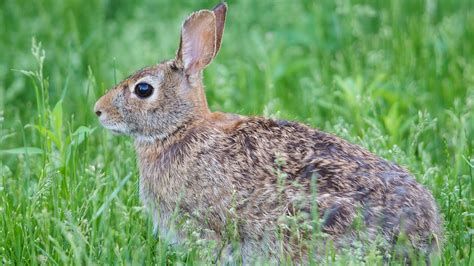 Backyard Rabbit Youtube