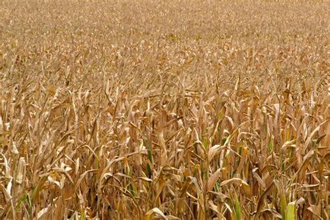 Corn Field Ready For Harvest Stock Photo Dejtan05 165909696