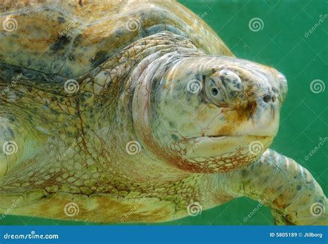 Sea White Albino Turtle Royalty Free Stock Images - Image: 5805189