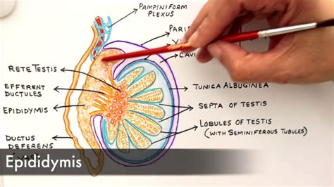 Anatomy Of The Testes Diagram