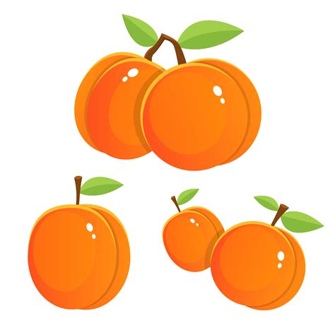 Apricot Vector Art Icons And Graphics For Free Download
