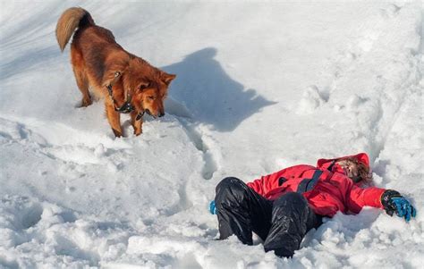 Cane da salvataggio in montagna storia razze e curiosità