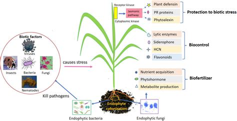 Frontiers Endophytes And Their Potential In Biotic Stress Management