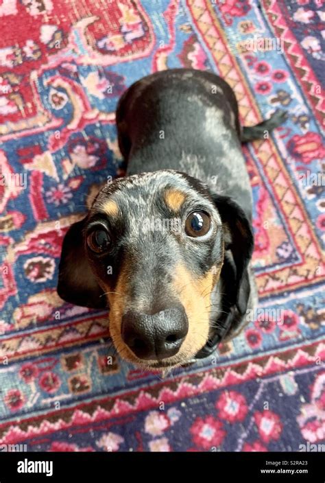 Dachshund Hi Res Stock Photography And Images Alamy