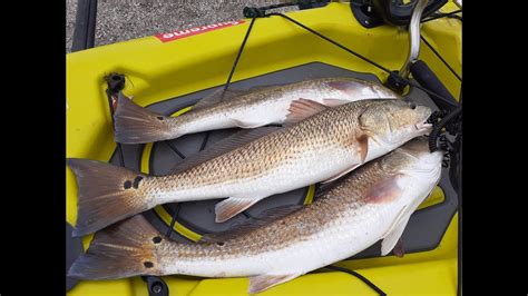 Got My Redfish Limit In An Hour In The Rain Phillip S Tackle Mr