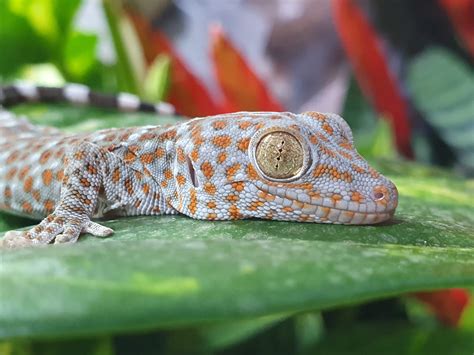 Tokay Gecko Gekko Gecko Ridgeway Exotics